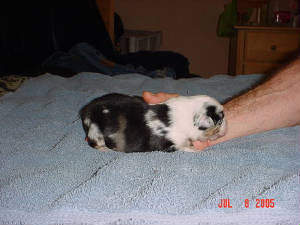 puppies1weekoldjuly8016.jpg