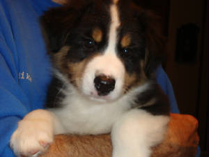 pups8andonehalfweeks011.jpg