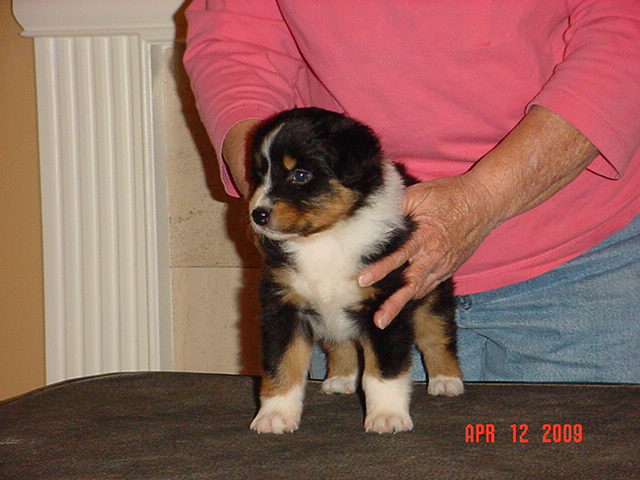anattemptatstacking5weeks016.jpg