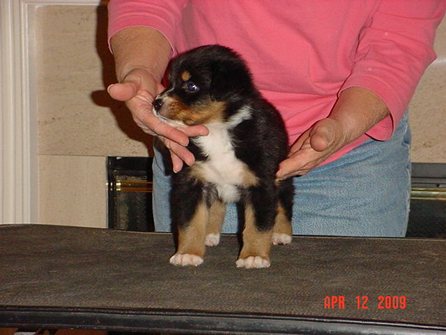 anattemptatstacking5weeks040.jpg