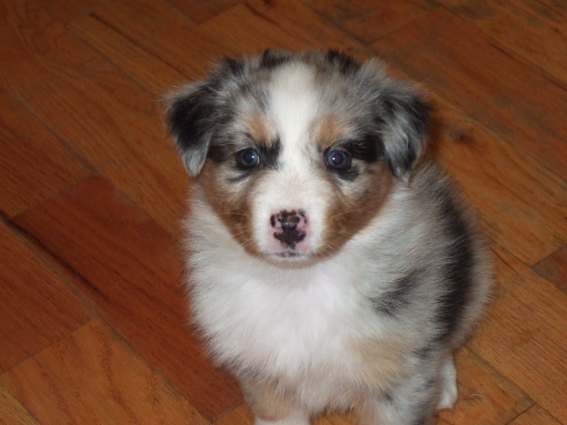 ashphotosandpups6weeksold107.jpg