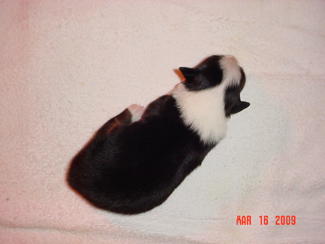 blackgirl3162009014.jpg