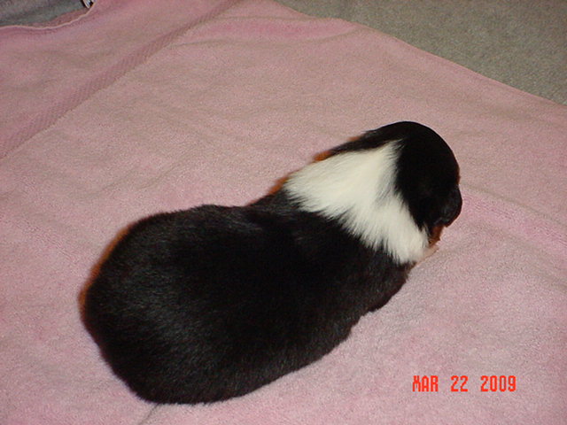 blacktrigirls2weeksold001.jpg