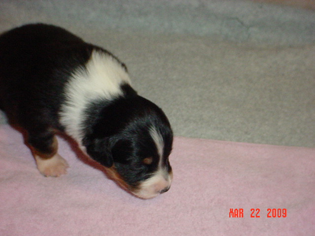 blacktrigirls2weeksold008.jpg