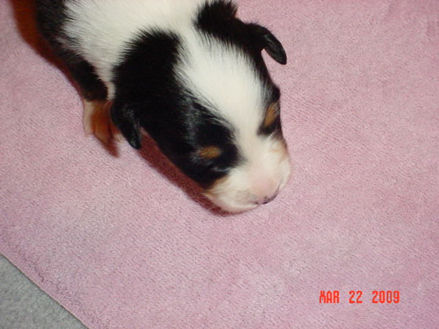 blacktrigirls2weeksold014.jpg