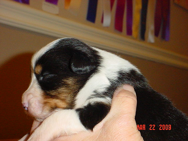 blacktrigirls2weeksold016.jpg