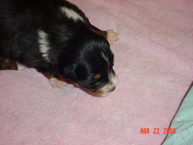 blacktrigirls2weeksold017.jpg