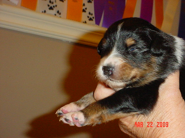 blacktrigirls2weeksold020.jpg