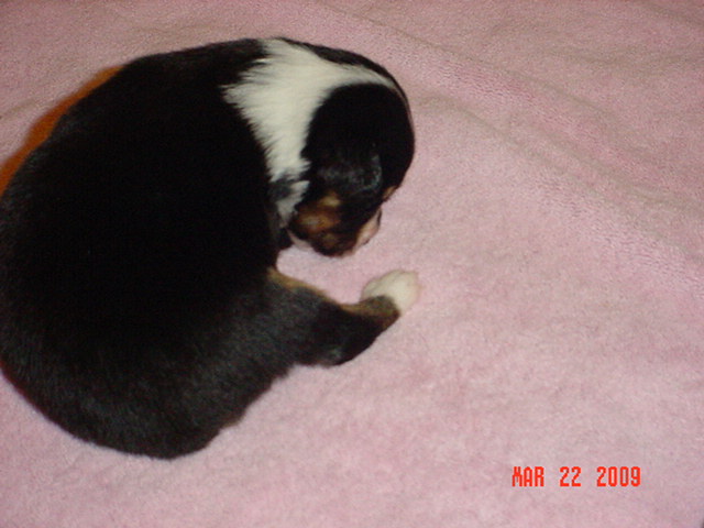 blacktrigirls2weeksold022.jpg