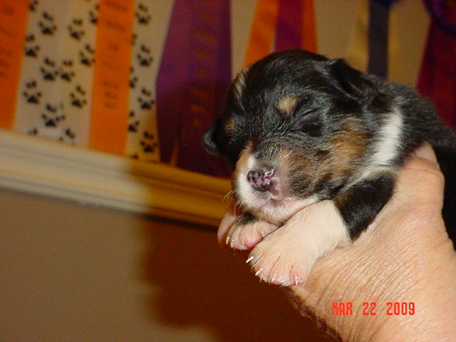 blacktrigirls2weeksold026.jpg