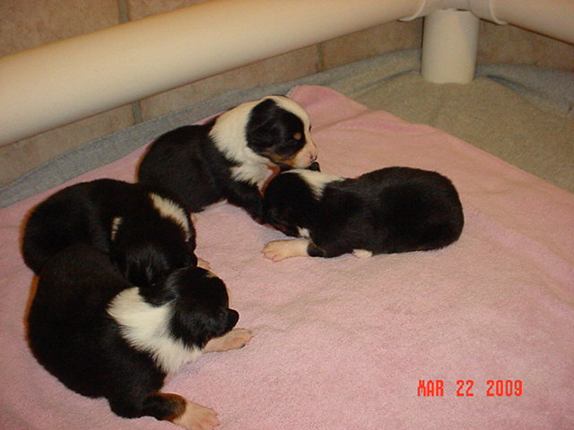 blacktrigirls2weeksold030.jpg