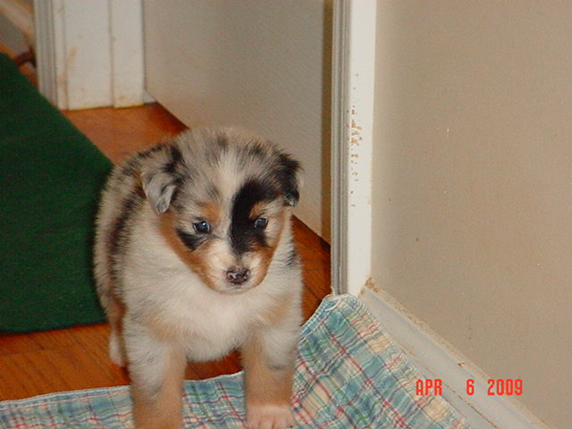 bluegirl3andblacktrigirl1002.jpg
