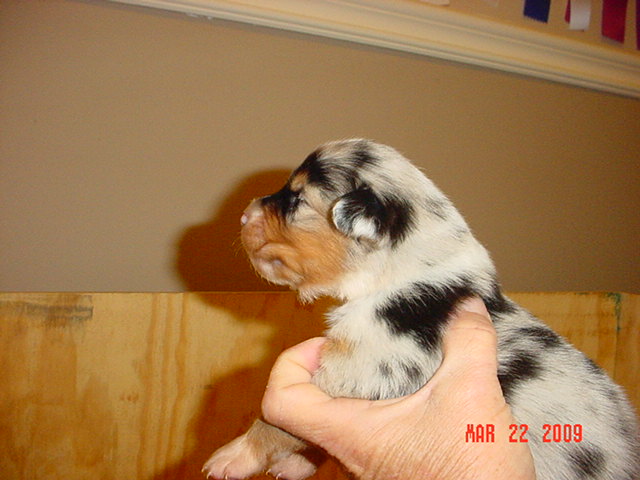 bluegirls2weeksold016.jpg