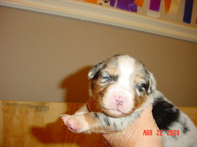bluegirls2weeksold018.jpg