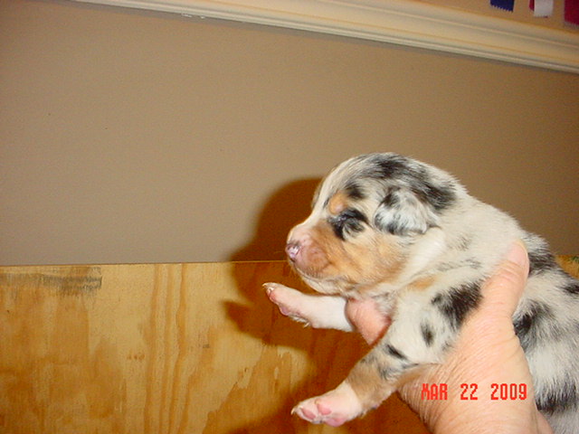 bluegirls2weeksold020.jpg