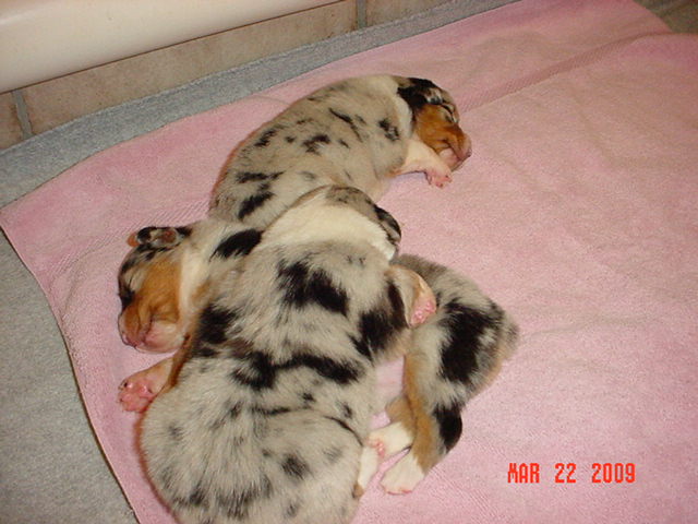 bluegirls2weeksold023.jpg