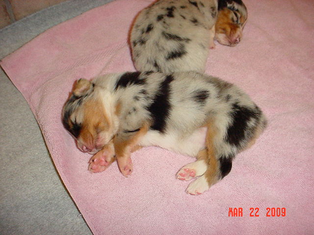 bluegirls2weeksold026.jpg