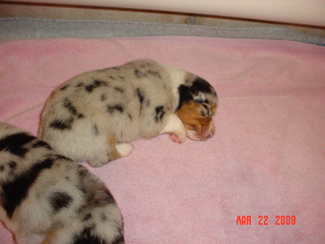 bluegirls2weeksold028.jpg