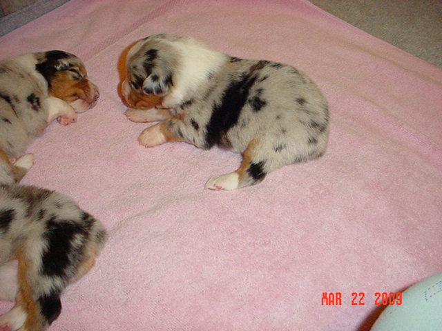 bluegirls2weeksold29.jpg