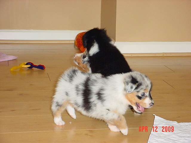 dalexstarpups5weeksold008.jpg