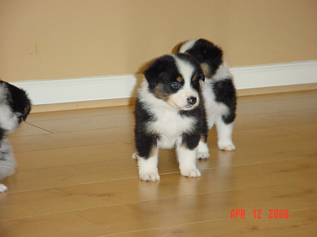 dalexstarpups5weeksold016.jpg