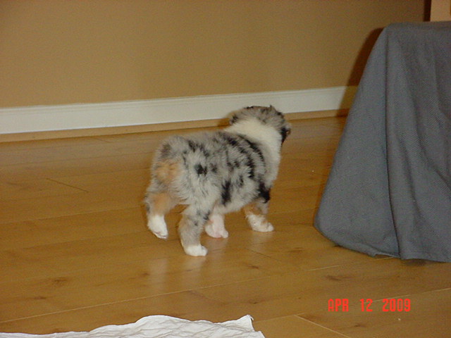 dalexstarpups5weeksold017.jpg