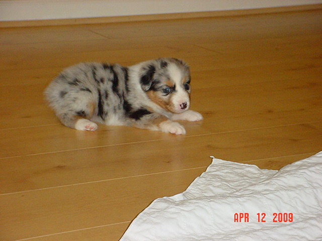 dalexstarpups5weeksold021.jpg