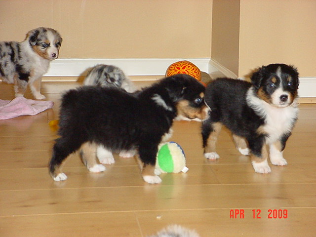 dalexstarpups5weeksold024.jpg
