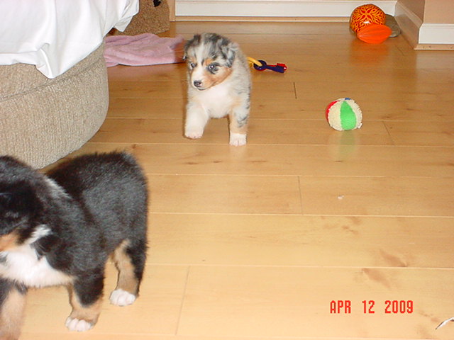 dalexstarpups5weeksold033.jpg