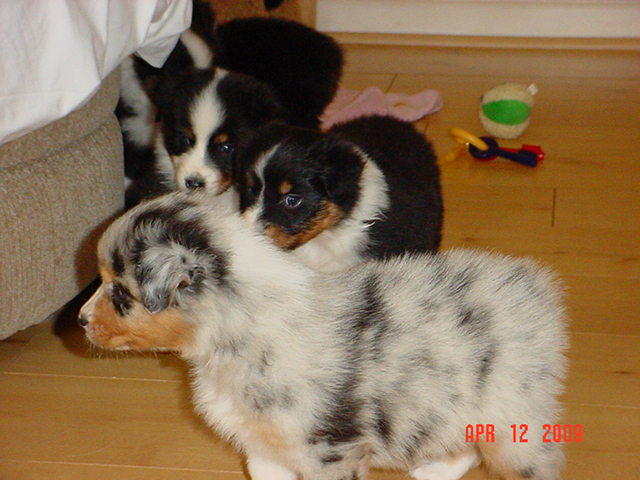 dalexstarpups5weeksold038.jpg