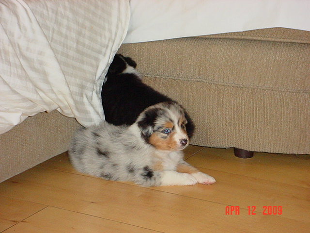 dalexstarpups5weeksold045.jpg