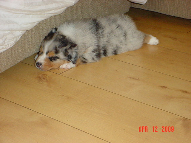 dalexstarpups5weeksold051.jpg