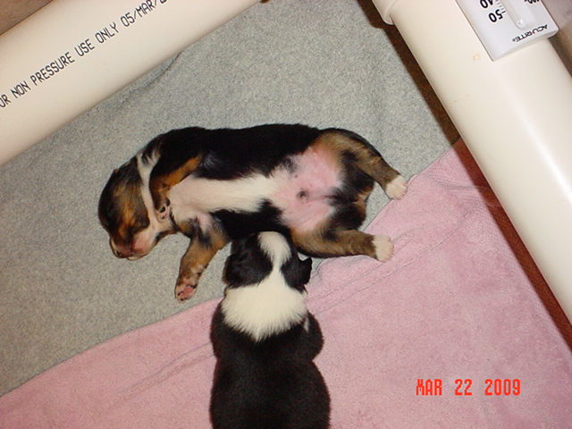 misc2weekpuppyshots001.jpg