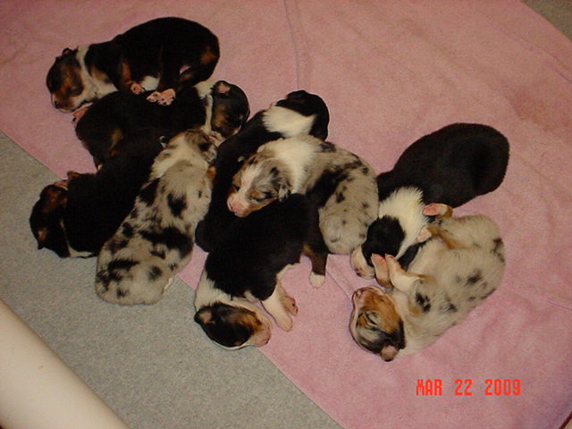 misc2weekpuppyshots10.jpg