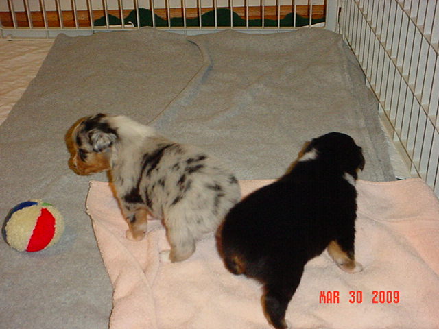 puppies3weeksold001.jpg