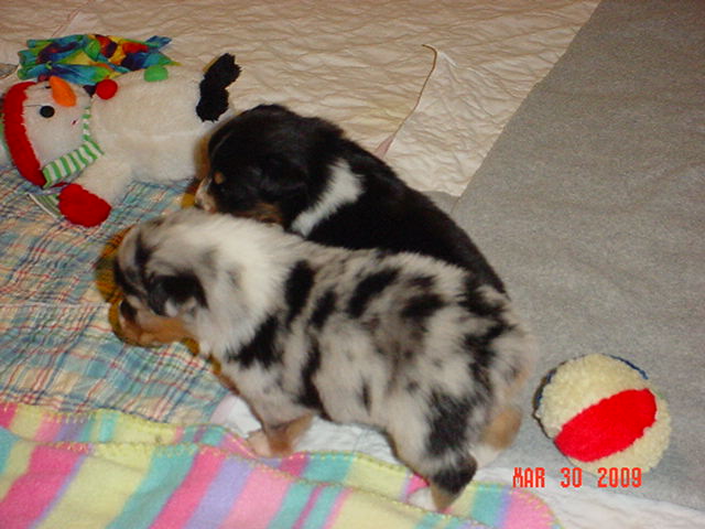 puppies3weeksold003.jpg