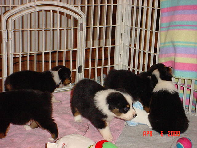 pups4weeksold001.jpg