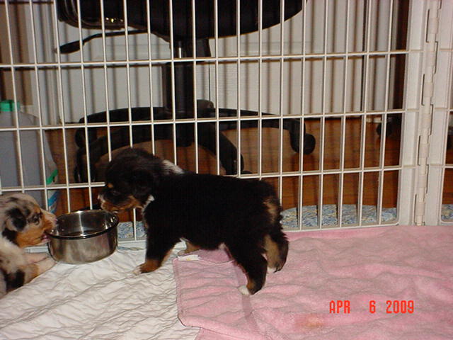 pups4weeksold05.jpg