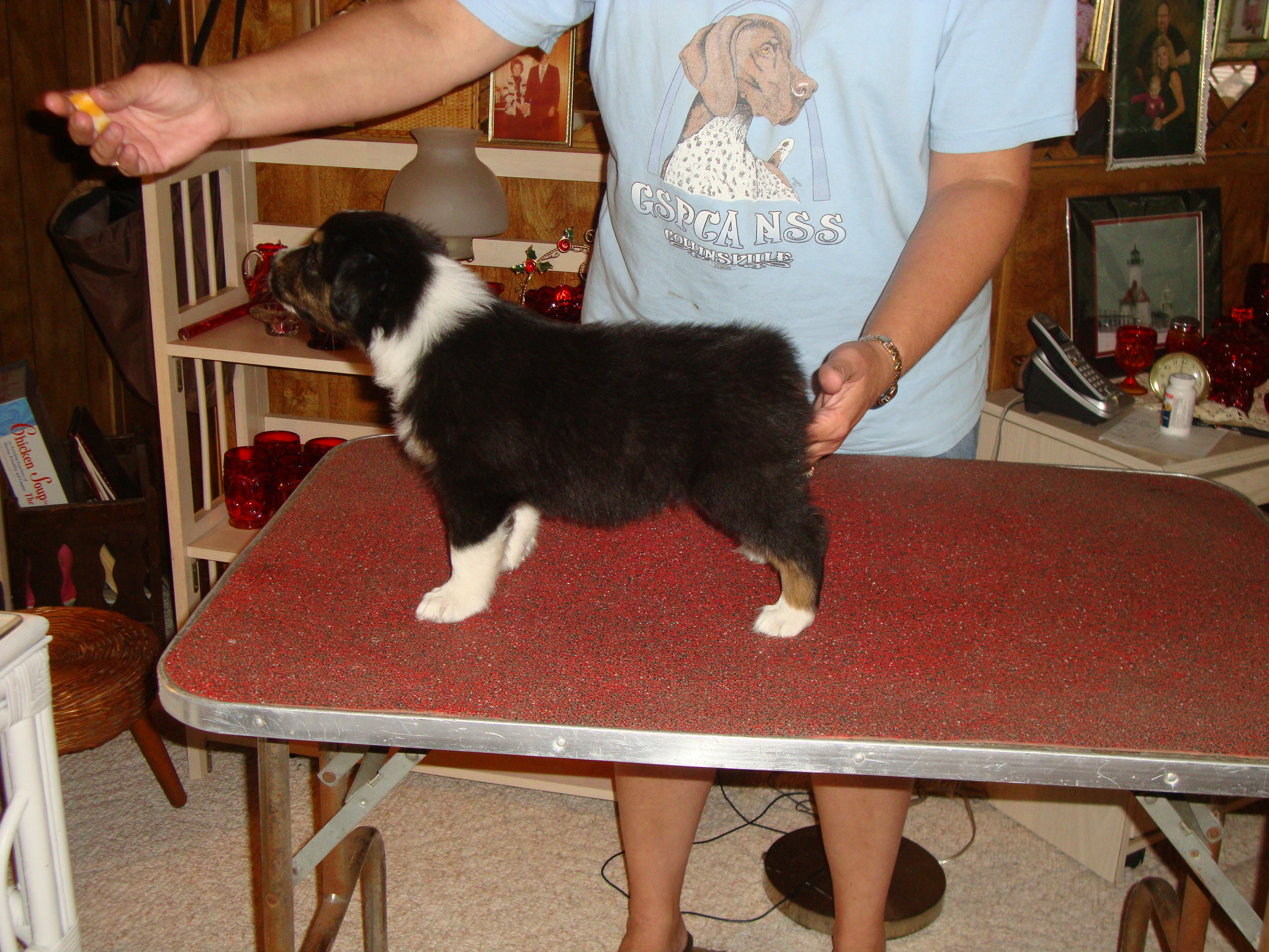 pups5andahalfweeks003.jpg