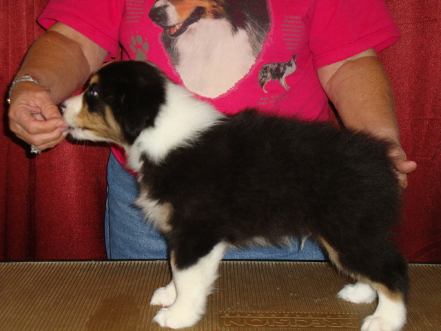 pups7weeks021.jpg