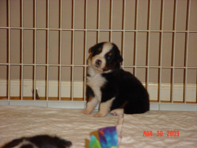 pupsdalexstar3weeksold004.jpg