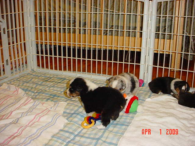 starxdalepups3andahalfweeks1008.jpg