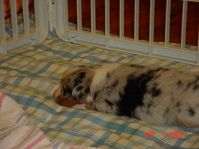 starxdalepups3andahalfweeks1009.jpg
