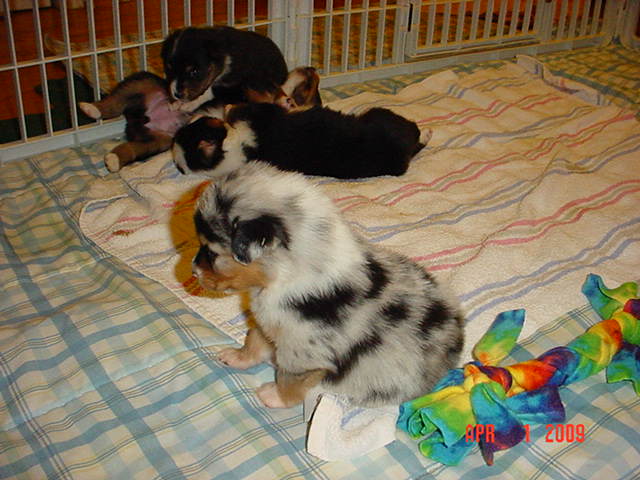 starxdalepups3andahalfweeks1020.jpg