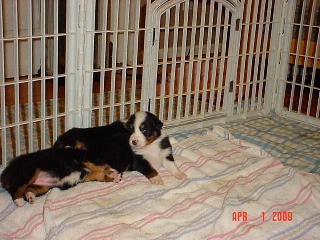 starxdalepups3andahalfweeks1030.jpg