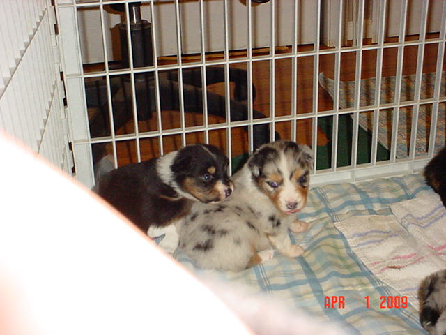 starxdalepups3andahalfweeks1032.jpg