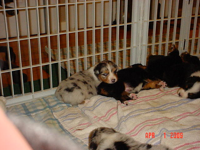 starxdalepups3andahalfweeks1035.jpg