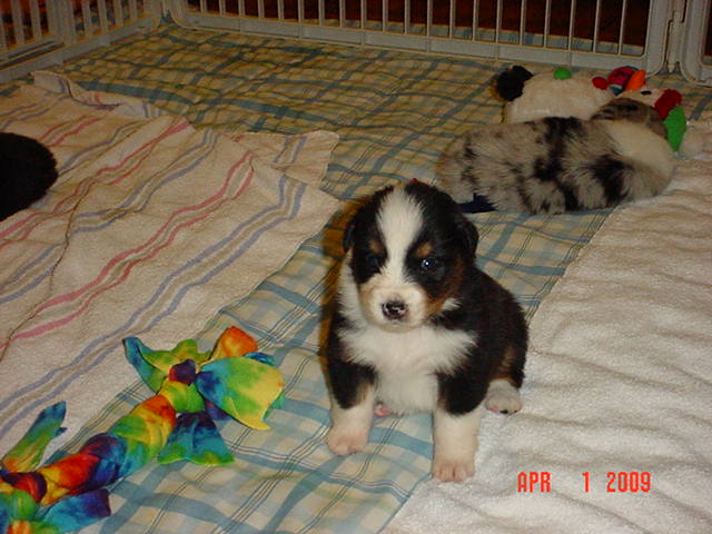 starxdalepups3andahalfweeks1038.jpg