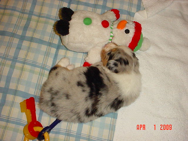 starxdalepups3andahalfweeks1043.jpg