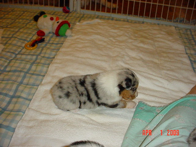 starxdalepups3andahalfweeks122.jpg